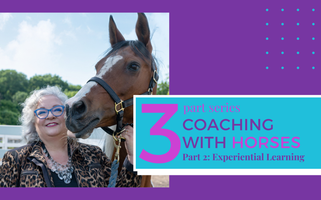 Coaching With Horses Part 2: Experiential Learning